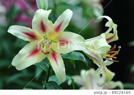 純潔を象徴する花 純潔を象徴する花 89228160