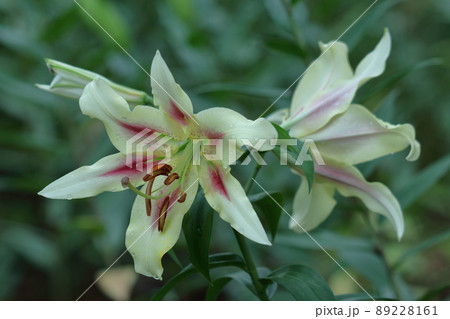 純潔を象徴する花 純潔を象徴する花 89228161