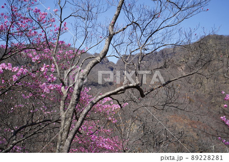 おおさる山乃家からツツジが峰の登山道　標高1100m付近のアカヤシオ群落　　2022年4月19日 89228281
