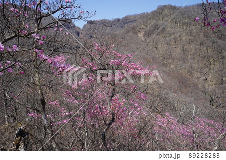 おおさる山乃家からツツジが峰の登山道　標高1100m付近のアカヤシオ群落　　2022年4月19日 89228283