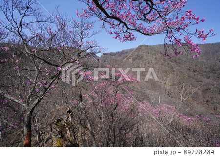 おおさる山乃家からツツジが峰の登山道 標高1100m付近のアカヤシオ群落 2022年4月19日 おおさる山乃家からツツジが峰の登山道 標高1100m付近のアカヤシオ群落 2022年4月19日 89228284