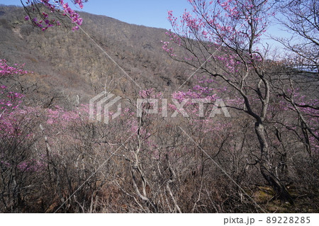 おおさる山乃家からツツジが峰の登山道　標高1100m付近のアカヤシオ群落　　2022年4月19日 89228285