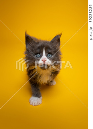curious tuxedo maine coon kitten on yellow background 89228286