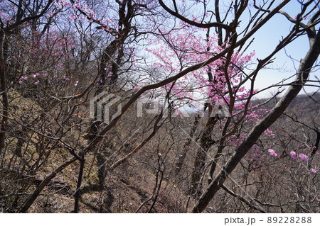 おおさる山乃家からツツジが峰の登山道　標高1100m付近のアカヤシオ群落　　2022年4月19日 89228288