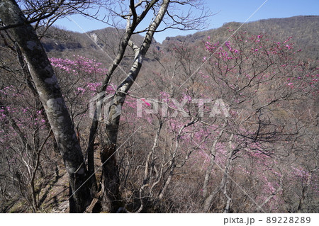 おおさる山乃家からツツジが峰の登山道 標高1100m付近のアカヤシオ群落 2022年4月19日 おおさる山乃家からツツジが峰の登山道 標高1100m付近のアカヤシオ群落 2022年4月19日 89228289