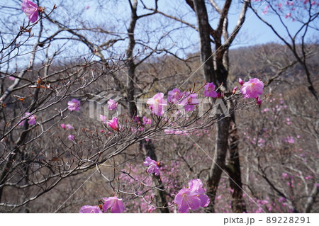 おおさる山乃家からツツジが峰の登山道　標高1100m付近のアカヤシオ群落　　2022年4月19日 89228291