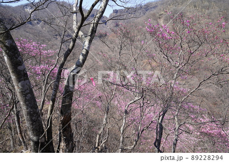 おおさる山乃家からツツジが峰の登山道　標高1100m付近のアカヤシオ群落　　2022年4月19日 89228294