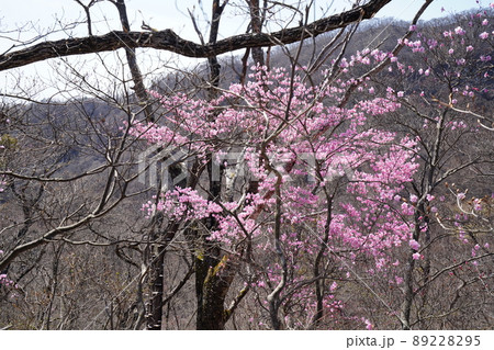 おおさる山乃家からツツジが峰の登山道　標高1100m付近のアカヤシオ群落　　2022年4月19日 89228295