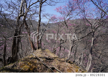 おおさる山乃家からツツジが峰の登山道　標高1100m付近のアカヤシオ群落　　2022年4月19日 89228301