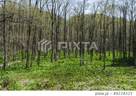 写真、秋田の刺巻湿原のハンノキと水芭蕉　冬からの目覚めで一番先に咲く水芭蕉 89228325