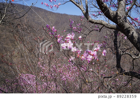 おおさる山乃家からツツジが峰の登山道　標高1100m付近のアカヤシオ群落　　2022年4月19日 89228359