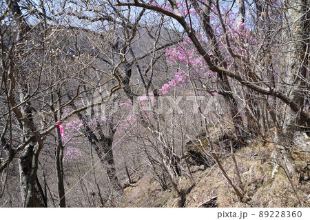 おおさる山乃家からツツジが峰の登山道 標高1100m付近のアカヤシオ群落 2022年4月19日 おおさる山乃家からツツジが峰の登山道 標高1100m付近のアカヤシオ群落 2022年4月19日 89228360