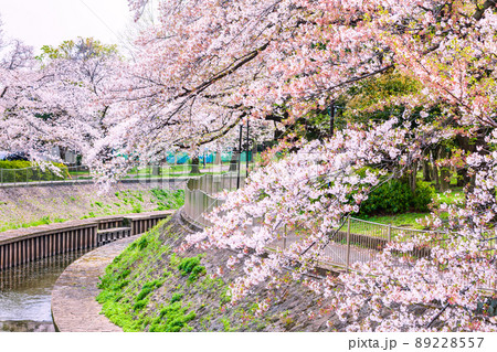 善福寺川緑地の桜並木　東京春風景 89228557