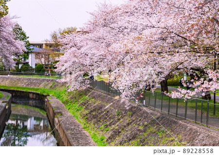 善福寺川緑地の桜並木　東京春風景 89228558