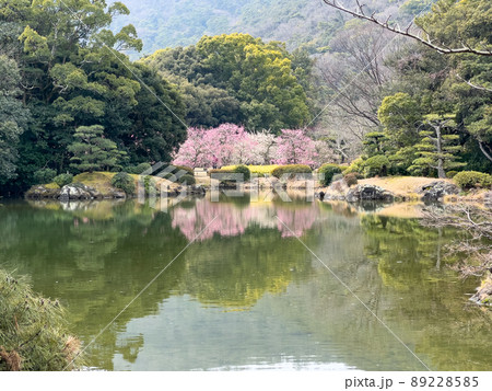 早春の栗林公園（3月上旬・梅） 89228585