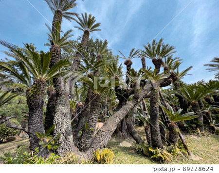 早春の栗林公園(3月上旬・ソテツ) 早春の栗林公園(3月上旬・ソテツ) 89228624