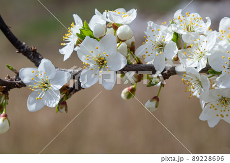 Prunus Cerasifera Blooming white plum tree. White flowers of Prunus Cerasifera 89228696