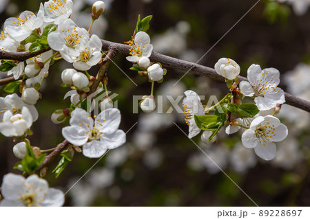 Prunus Cerasifera Blooming white plum tree. White flowers of Prunus Cerasifera 89228697