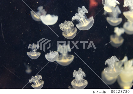 水族館のクラゲ展示 水族館のクラゲ展示 89228780