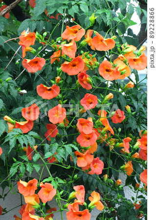 森の木に垂れ下がる 89228866