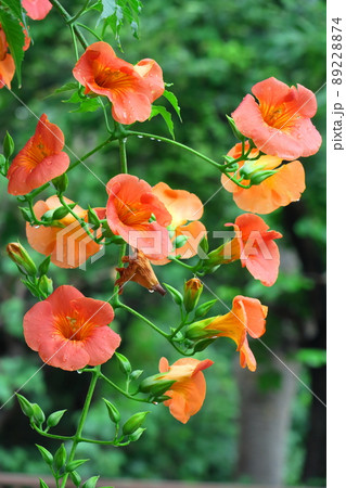 森の木に垂れ下がる 89228874