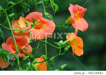 森の木に垂れ下がる 89228881