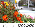 道端の花 89228920