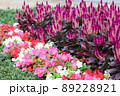 道端の花 89228921