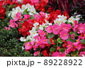 道端の花 89228922