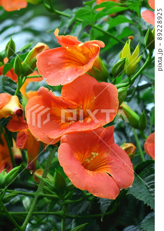 森の木に垂れ下がる 89228925