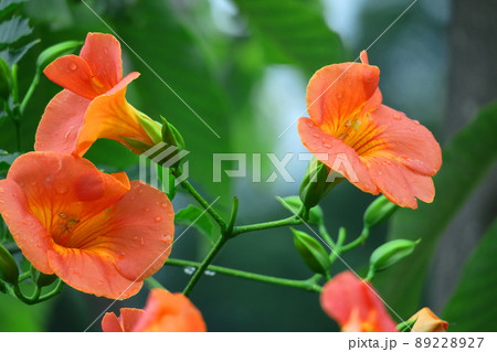 森の木に垂れ下がる 89228927