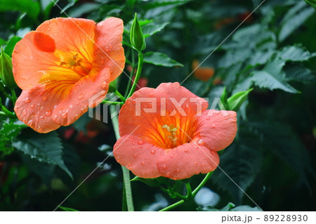 森の木に垂れ下がる 89228930