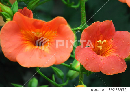 森の木に垂れ下がる 森の木に垂れ下がる 89228932