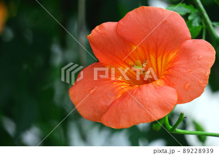 森の木に垂れ下がる 89228939