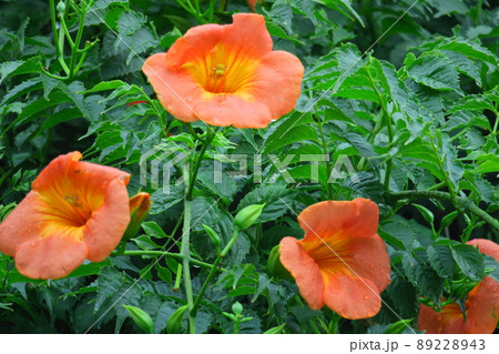 森の木に垂れ下がる 89228943