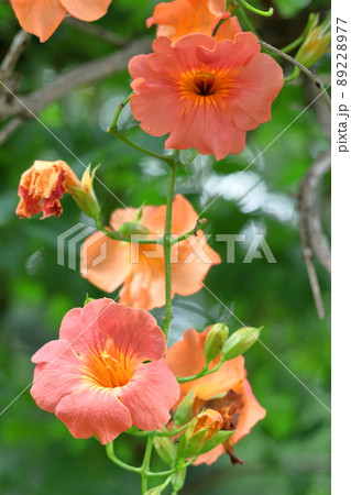 森の木に垂れ下がる 89228977