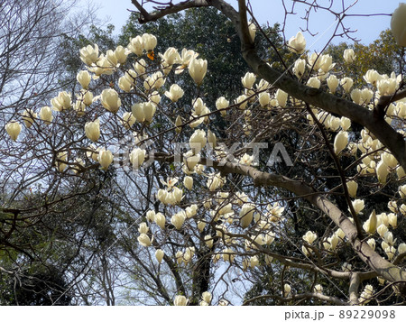 春暖の栗林公園(3月下旬・ハクモクレン) 春暖の栗林公園(3月下旬・ハクモクレン) 89229098