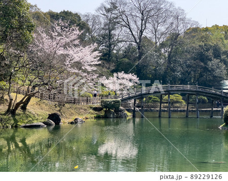 春暖の栗林公園（3月下旬・桜） 89229126