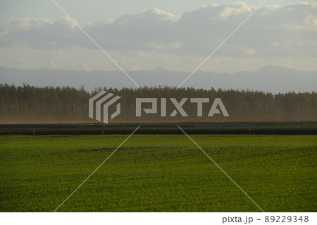 北海道の畑と防風林 89229348