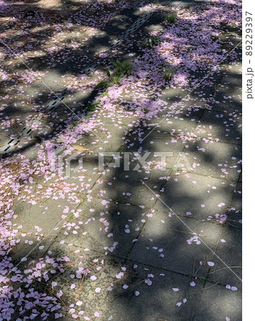 花びらと影 花びらと影 89229397