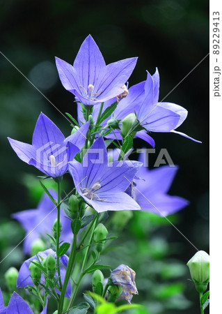 日本を代表する紫色の花 89229413