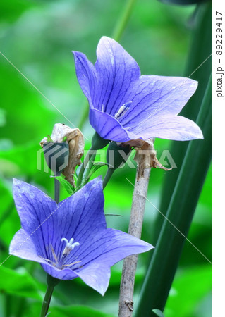 日本を代表する紫色の花 89229417