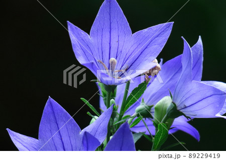 日本を代表する紫色の花 日本を代表する紫色の花 89229419
