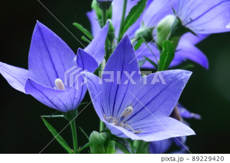 日本を代表する紫色の花 日本を代表する紫色の花 89229420