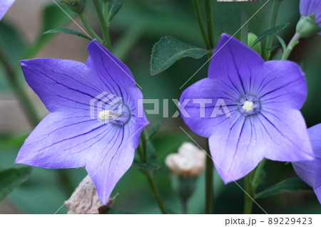 日本を代表する紫色の花 89229423