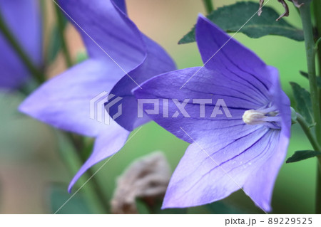 日本を代表する紫色の花 89229525