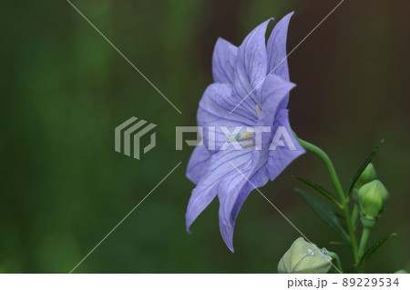 日本を代表する紫色の花 89229534