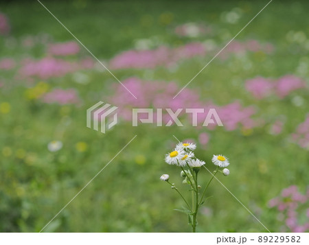 春の野のハルジオン 89229582