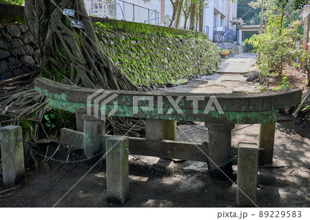 黒神埋没鳥居とアコウの木 89229583