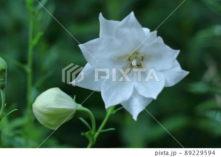 日本を代表する紫色の花 日本を代表する紫色の花 89229594